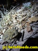 /home//u458753944/public_html/sourcegallery//Roxborough Toad Detour/2013-2019/2013/2013-04-09/P1120039.JPG
